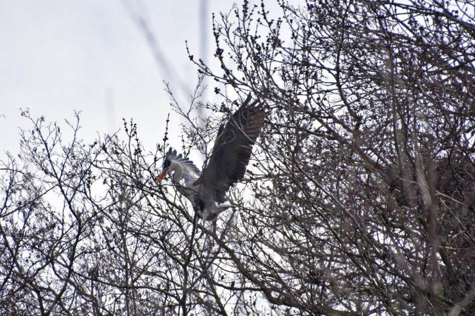 Reigersnesten - Vogels - 