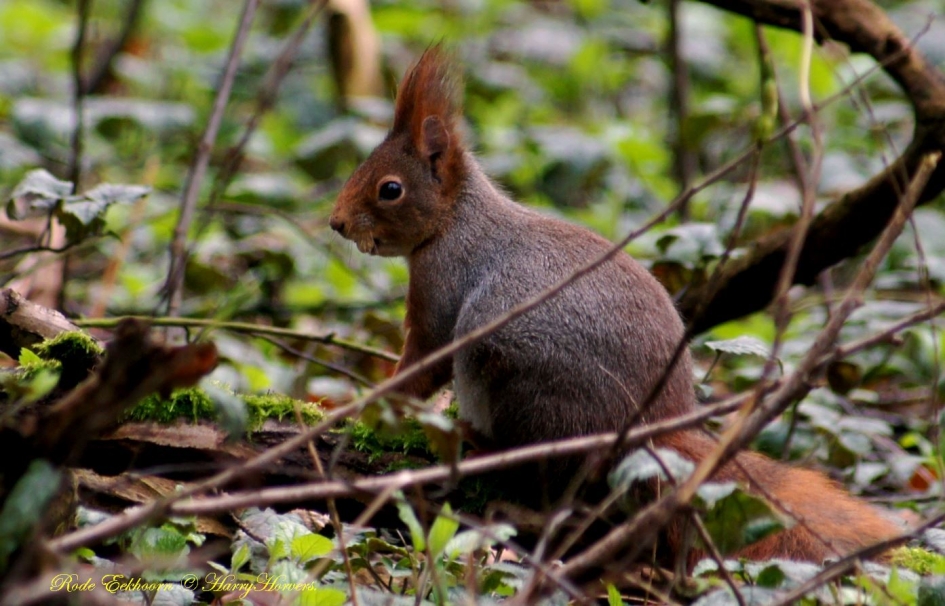 Rode eekhoorn - Zoogdieren - eekhoorntje