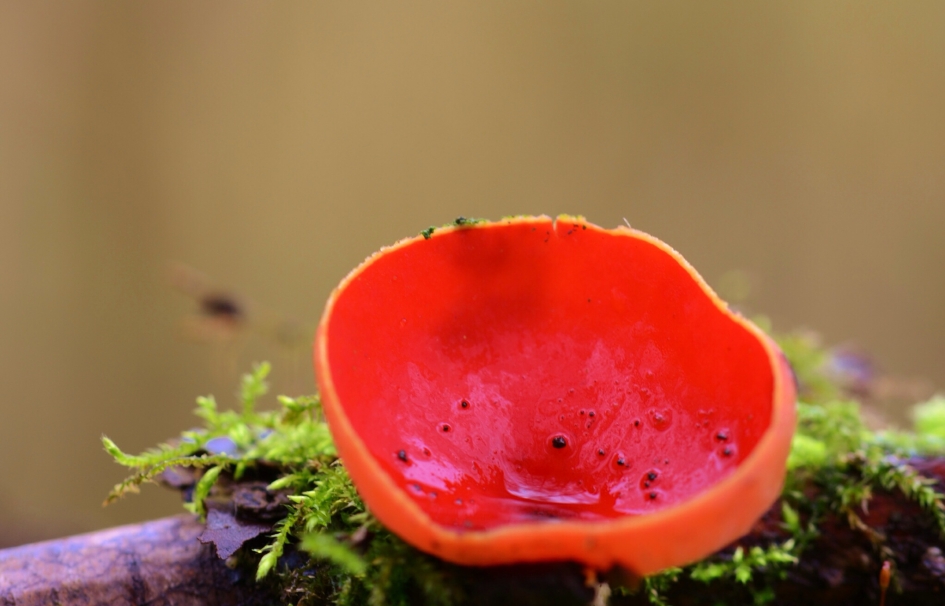 Rode Kelkzwam sl. - Schimmels - Rode Kelkzwam sl.