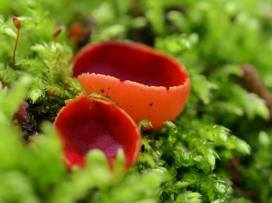 Rode Kelkzwammen - Schimmels - Rode Kelkzwam sl.