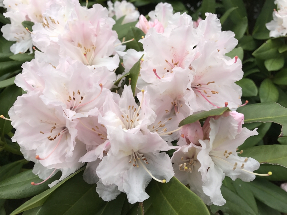 Rododendron - Planten - 