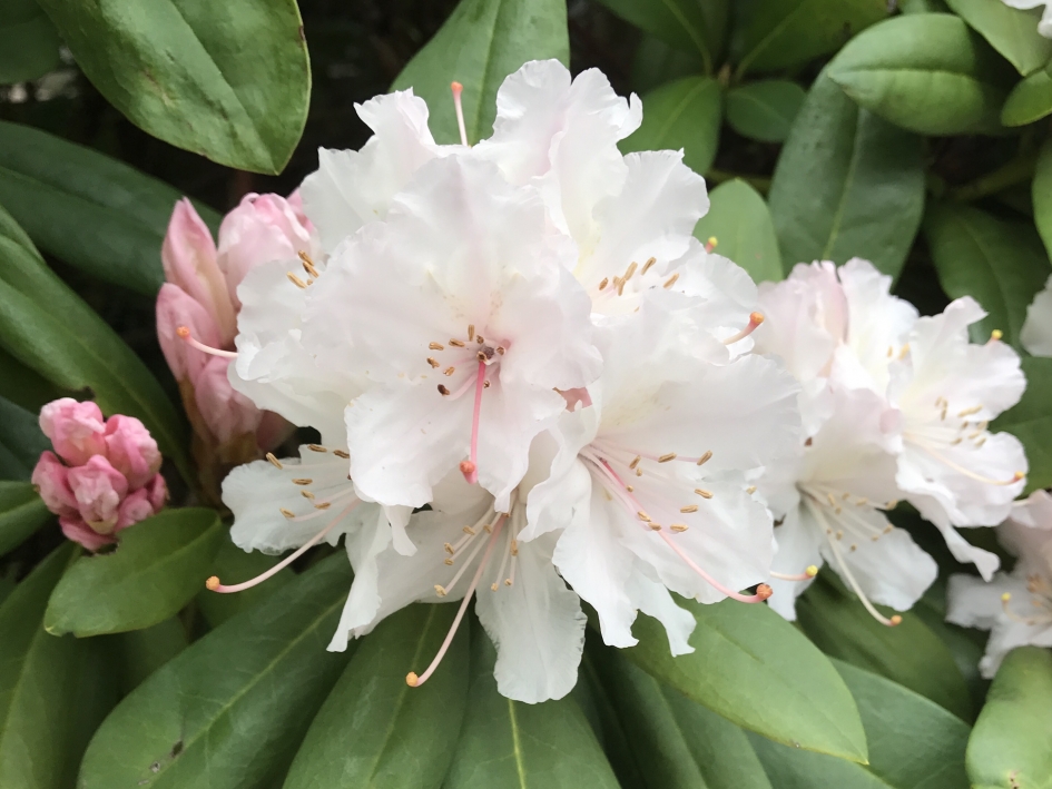 Rododendron - Planten - 