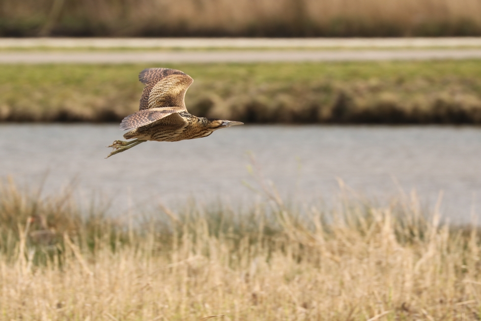 Roerdomp - Vogels - Roerdomp
