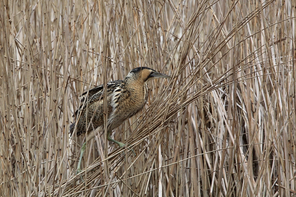 Roerdomp in het riet ... - Vogels - Roerdomp