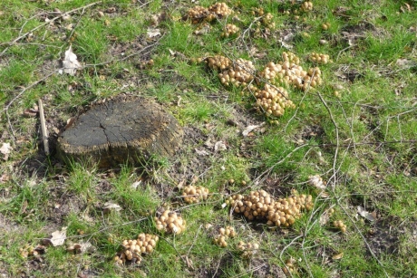 Rondom een boomstronk