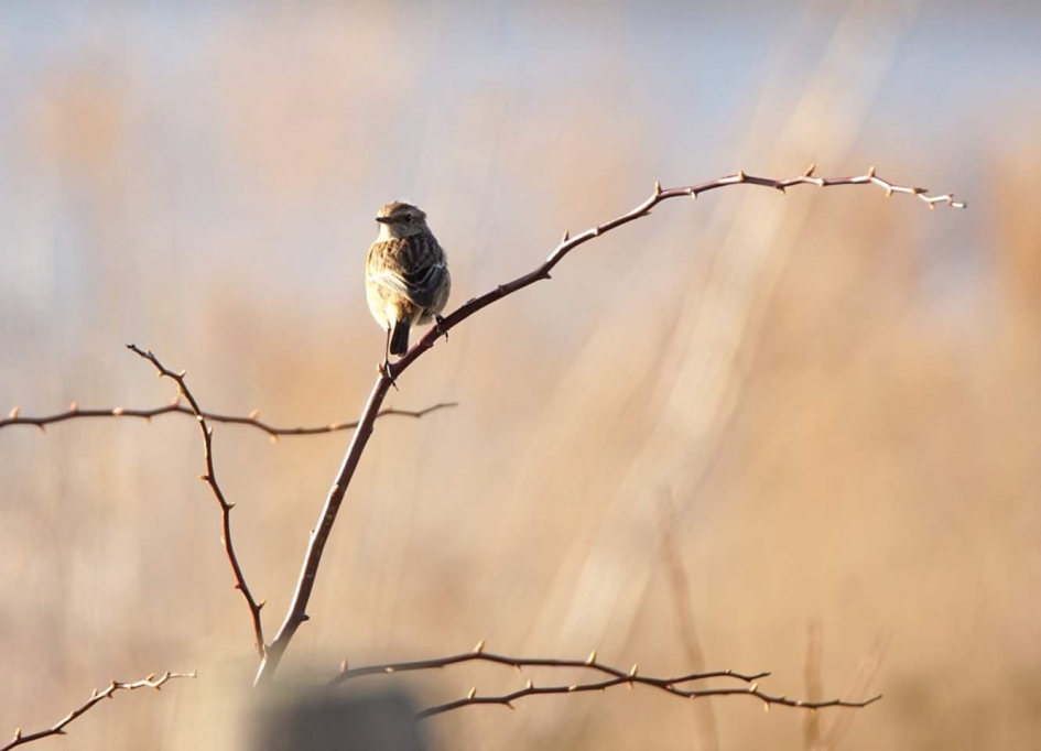 Roodbont vrouwtje - Vogels - Roodborst