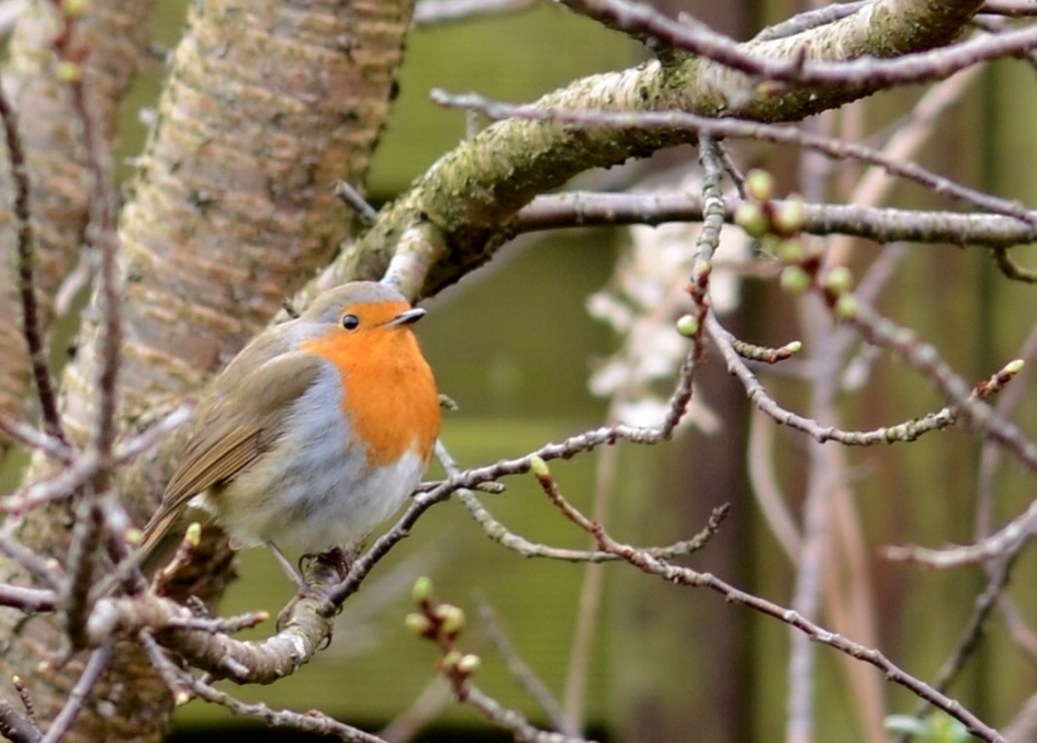 Roodborst - Vogels - Roodborst