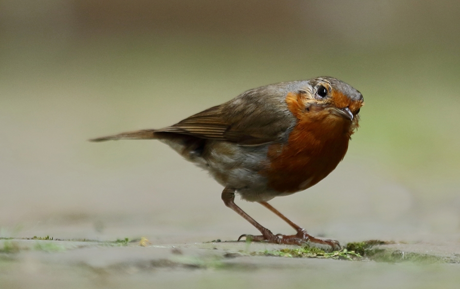 roodborst - Vogels - 