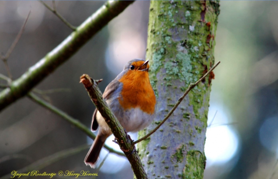 Roodborstje - Vogels - 