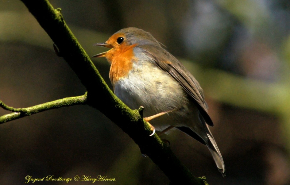 Roodborstje - Vogels - Roodborstje