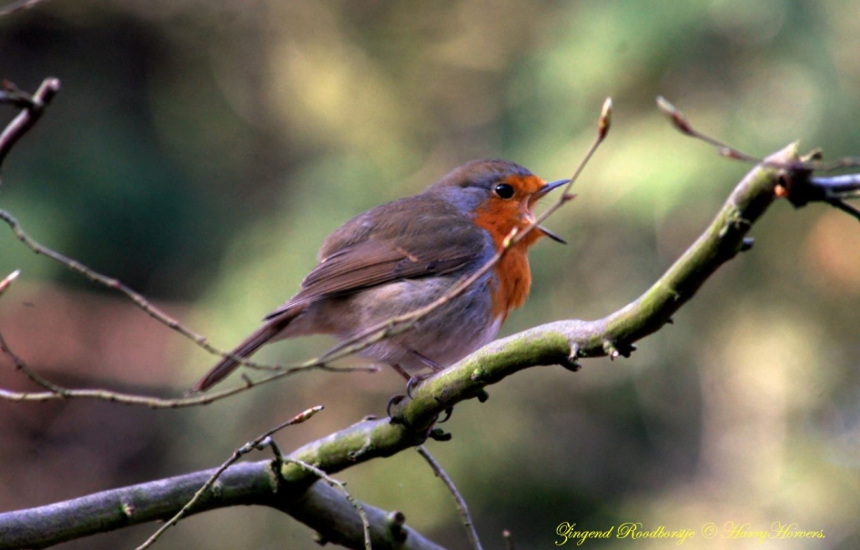Roodborstje - Vogels - 