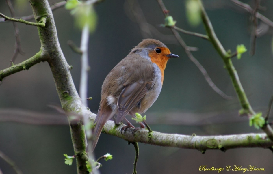 Roodborstje - Vogels - Roodborstje