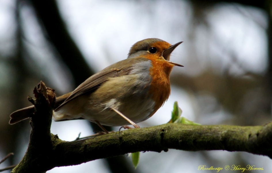Roodborstje - Vogels - Roodborstje