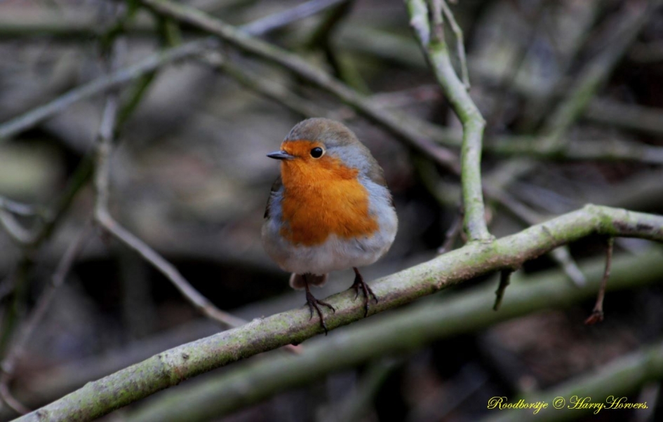 Roodborstje - Vogels - Roodborstje