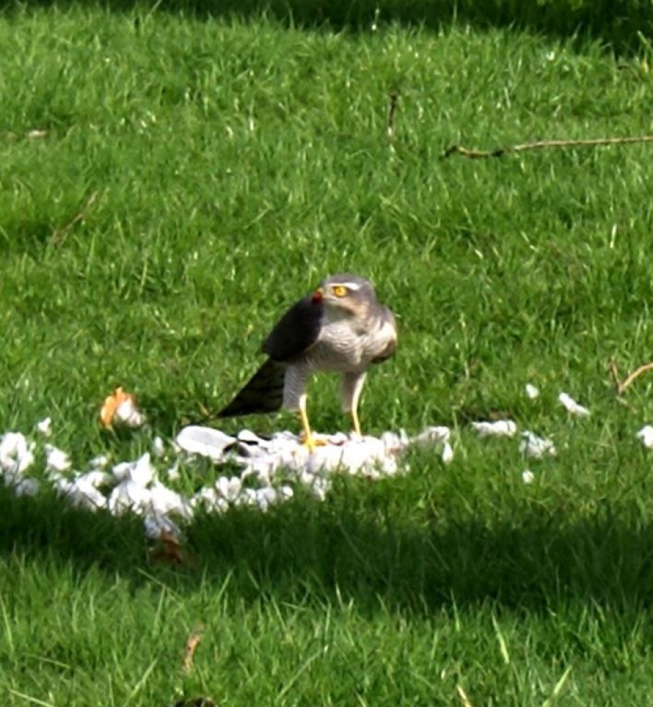 roofvogel - Vogels - 