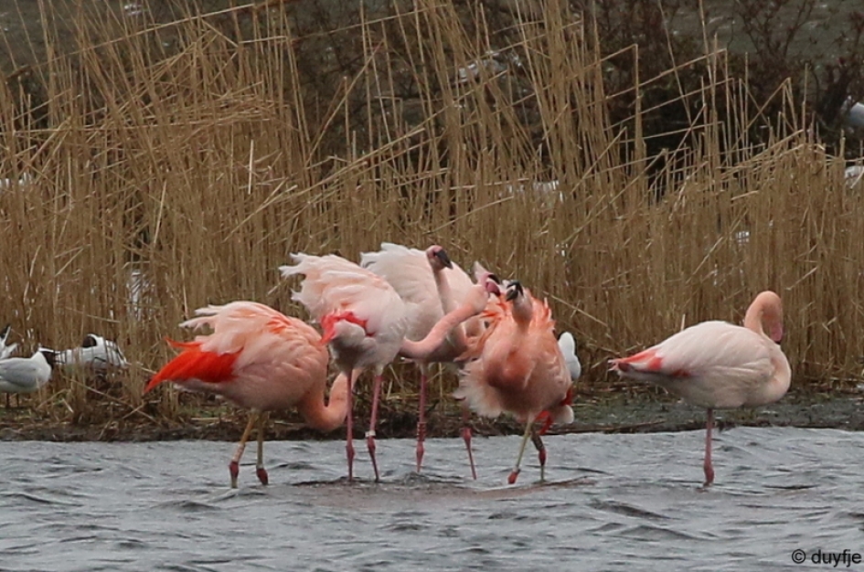 roze wolk - Vogels - Flamingo