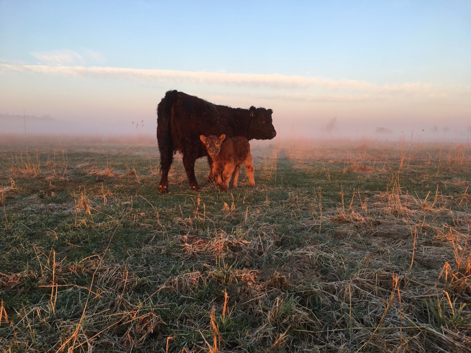 Samen - Zoogdieren - 
