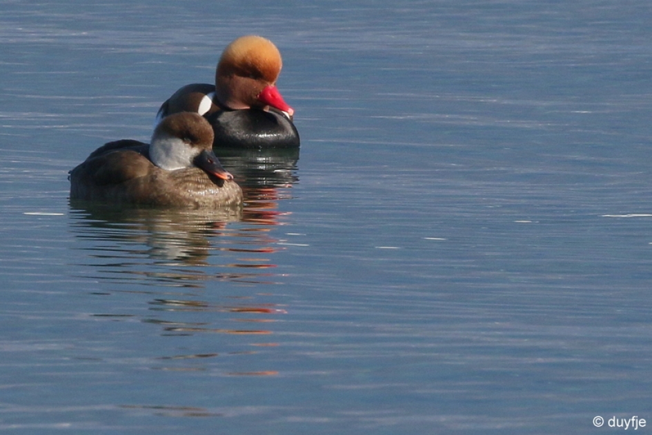 samen dobberen - Vogels - Krooneenden