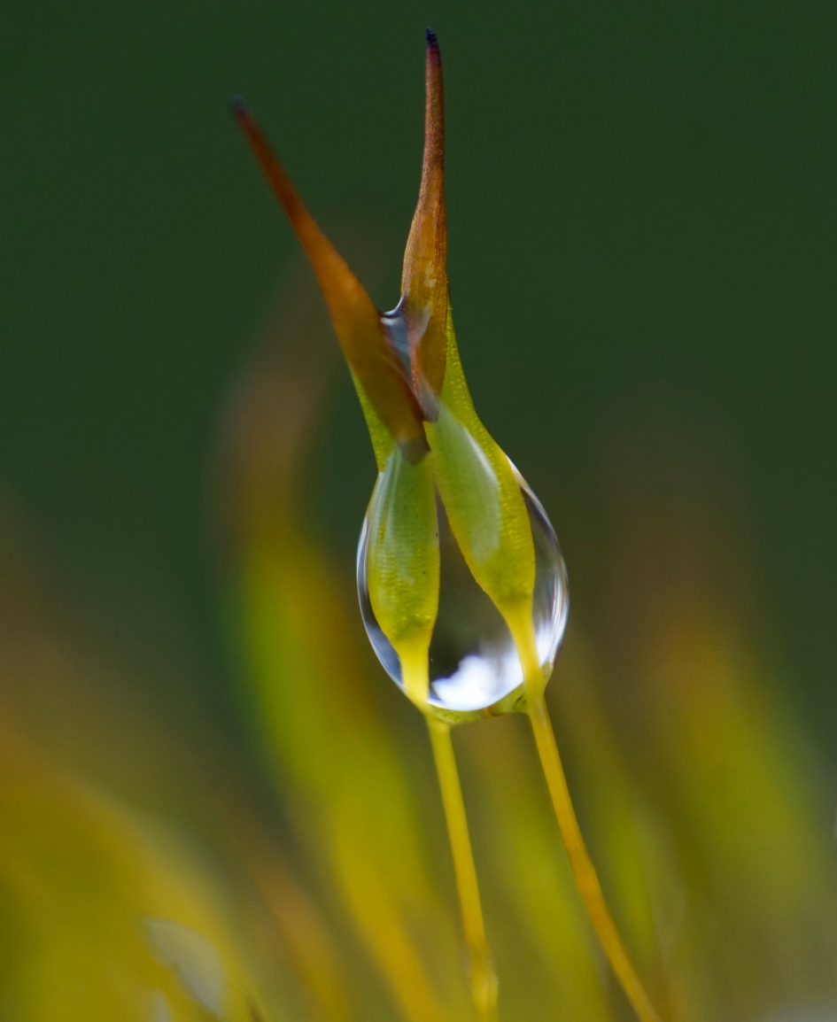 Samen nat - Planten - Gewoon muursterretje