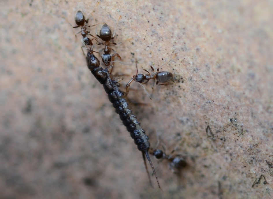 Samenwerken - Geleedpotigen - Zwarte wegmier
