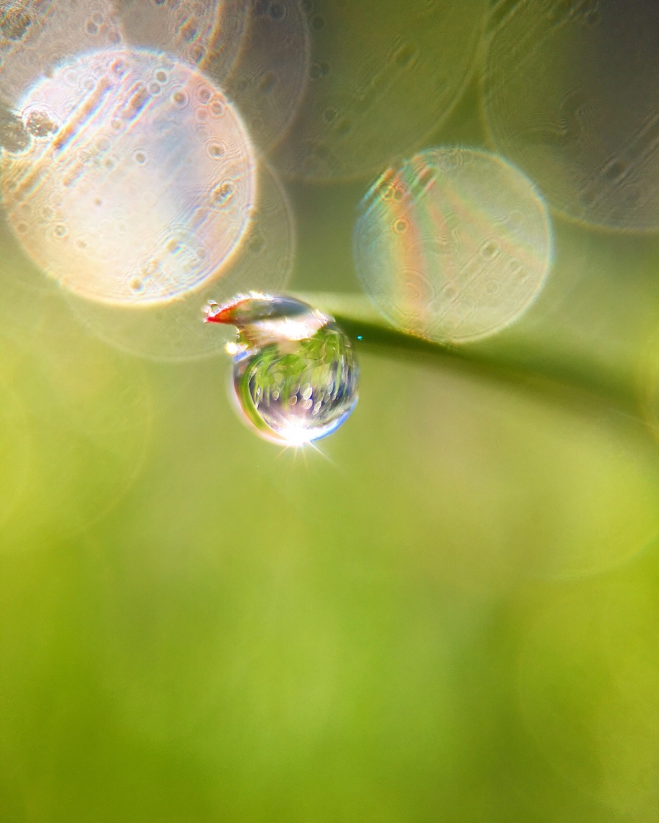 Schittering - Planten - 