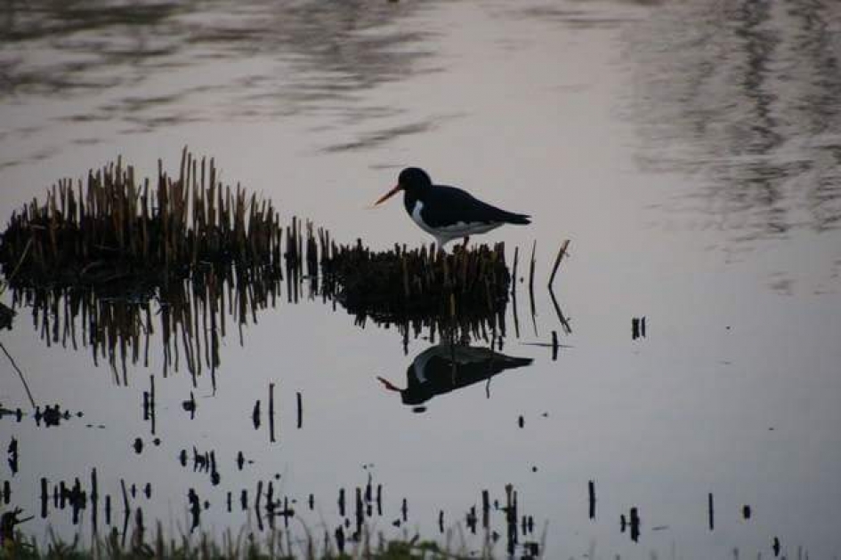 Scholekster - Vogels - 