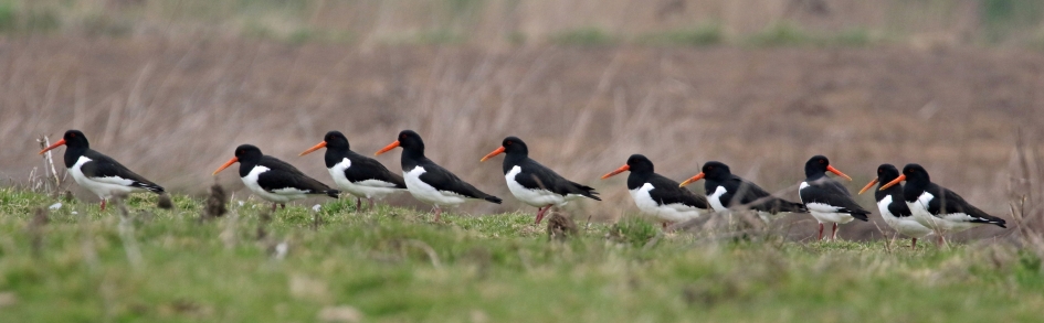 Scholeksters - Vogels - 