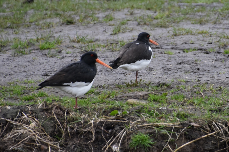 Scholeksters - Vogels - 