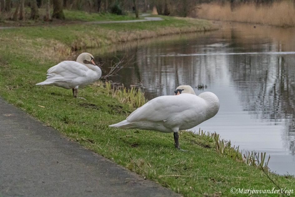 Schone slapers - Vogels - Zwanen