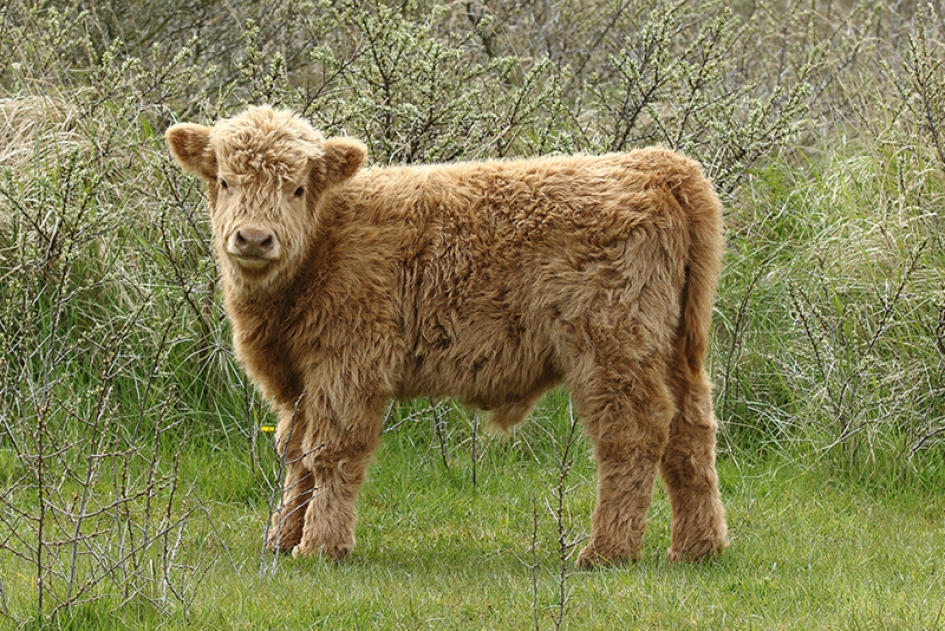 Schotse hooglander -onvolwassen- - Zoogdieren - 