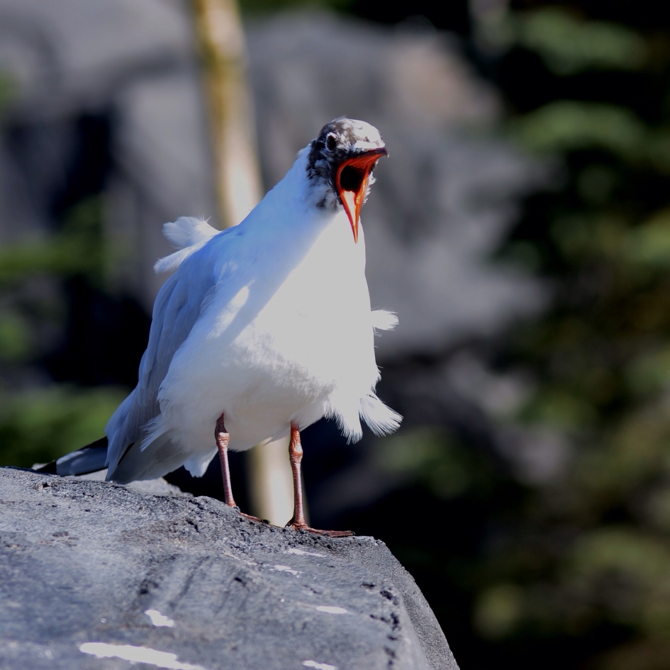 Schreeuwerd - Vogels - Kokmeeuw