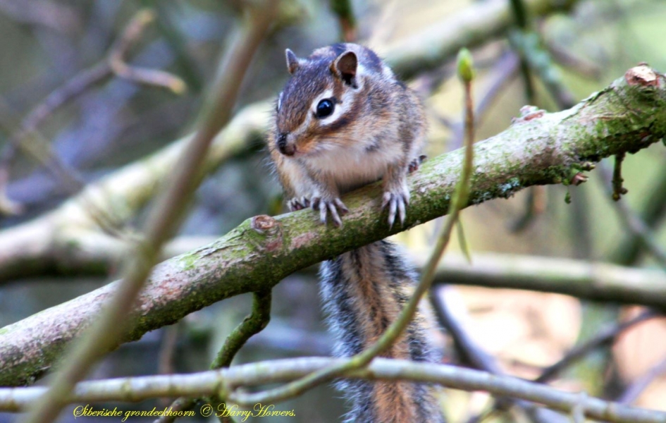 Siberische Grondeekhoorn. - Zoogdieren - Siberische Grondeekhoorn.