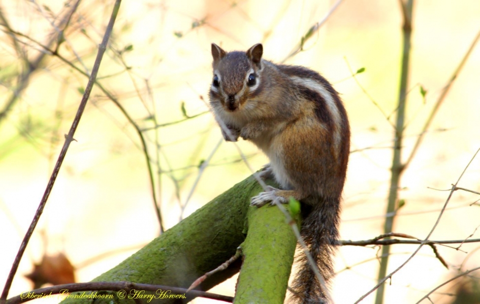 Siberische Grondeekhoorn. - Zoogdieren - Siberische Grondeekhoorn.