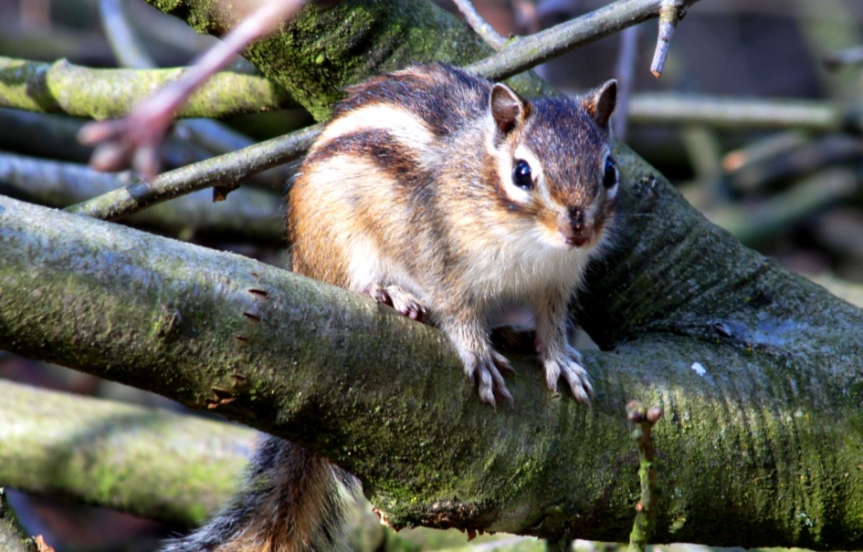 Siberische Grondeekhoorn. - Zoogdieren - Siberische Grondeekhoorn.