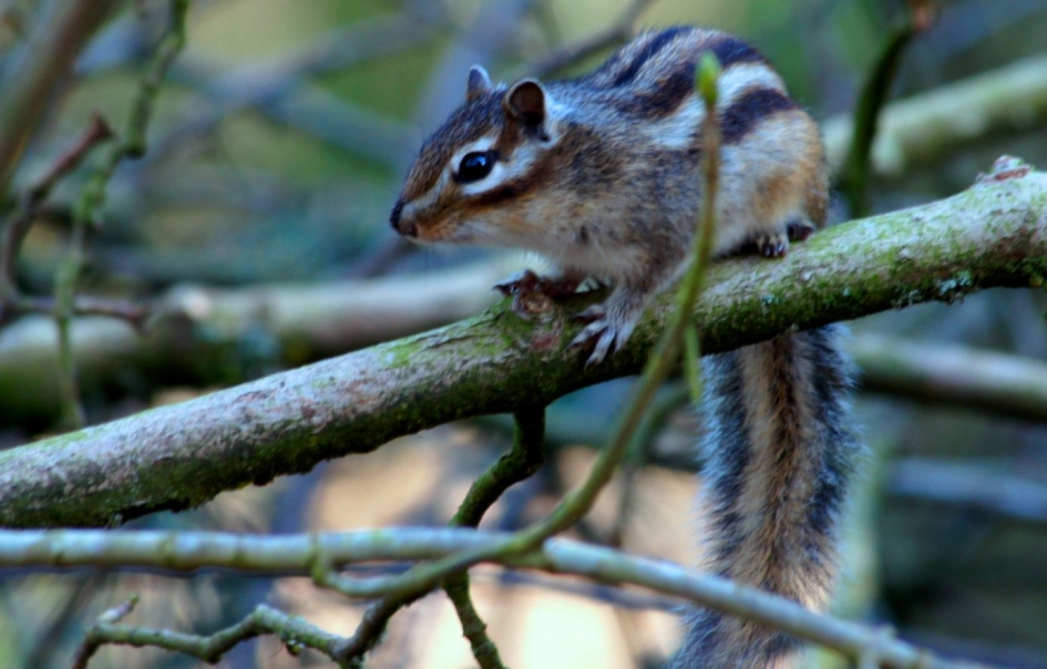 Siberische Grondeekhoorn. - Zoogdieren - Siberische Grondeekhoorn.