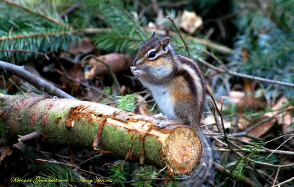 Siberische Grondeekhoorn - Zoogdieren - Siberische Grondeekhoorn