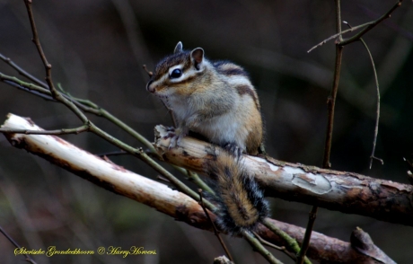 Siberische Grondeekhoorn
