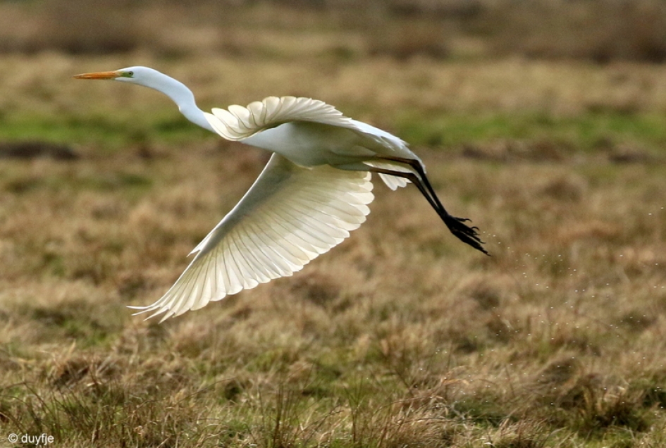 sierlijk - Vogels - Grote Zilverreiger