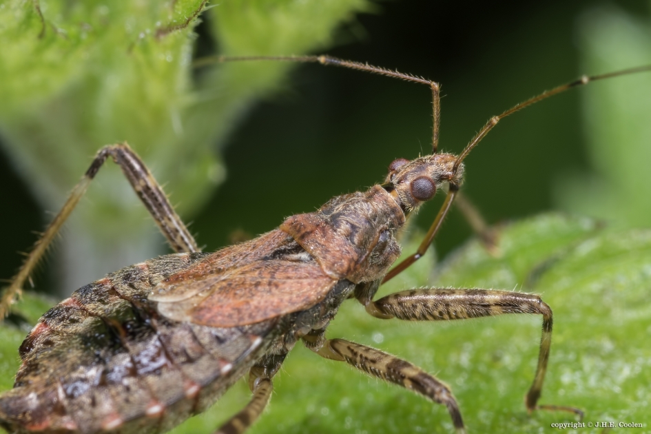 Sikkel(roof)wants - Geleedpotigen - Sikkelwants