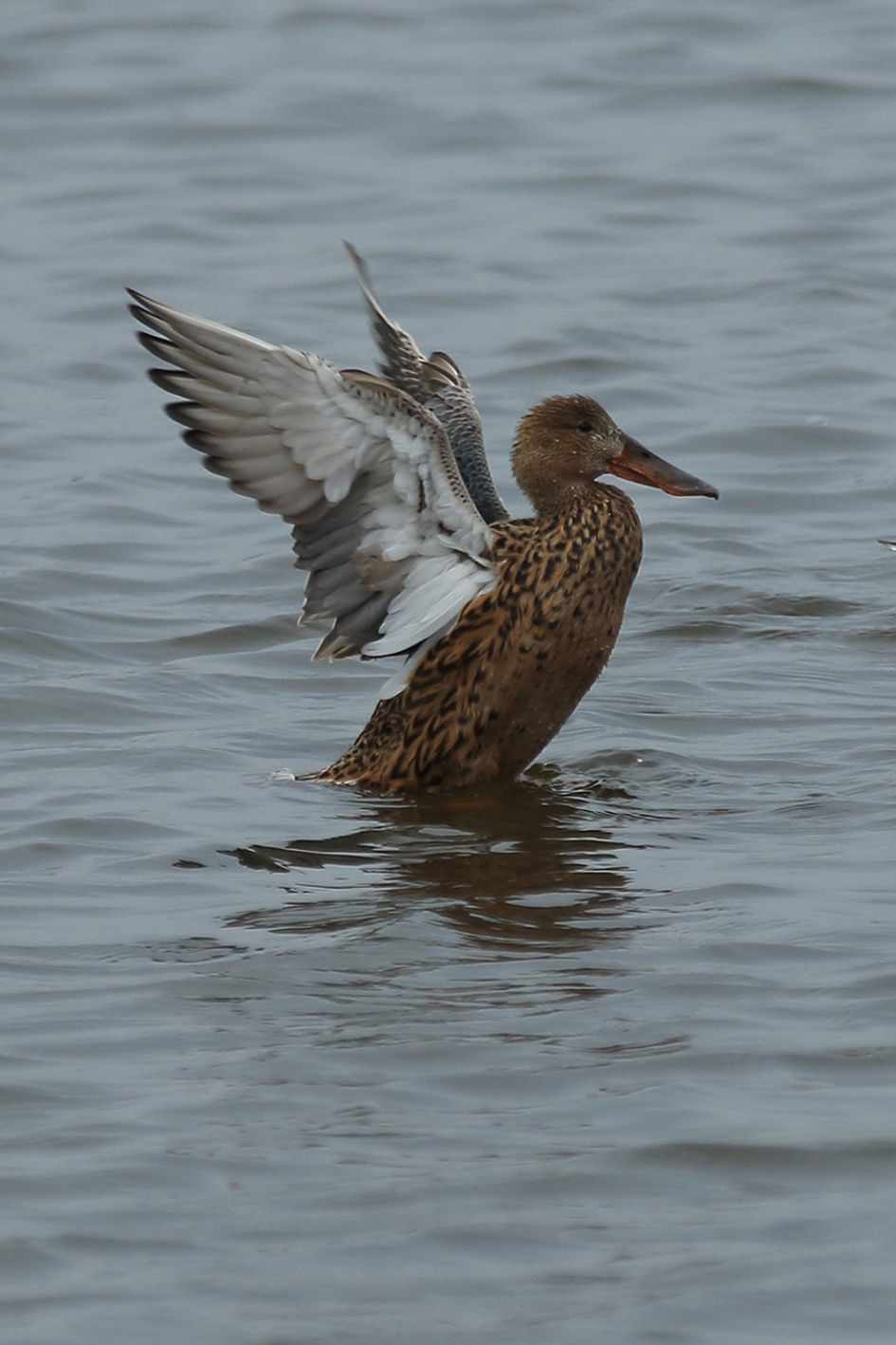 slobeend -v- - Vogels - 