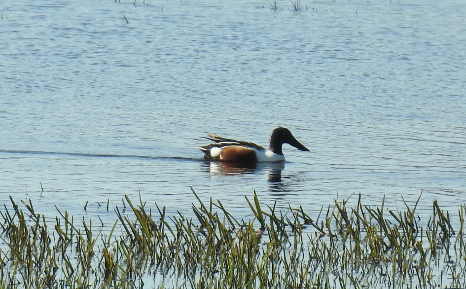 Slobeend man - Vogels - Slobeend