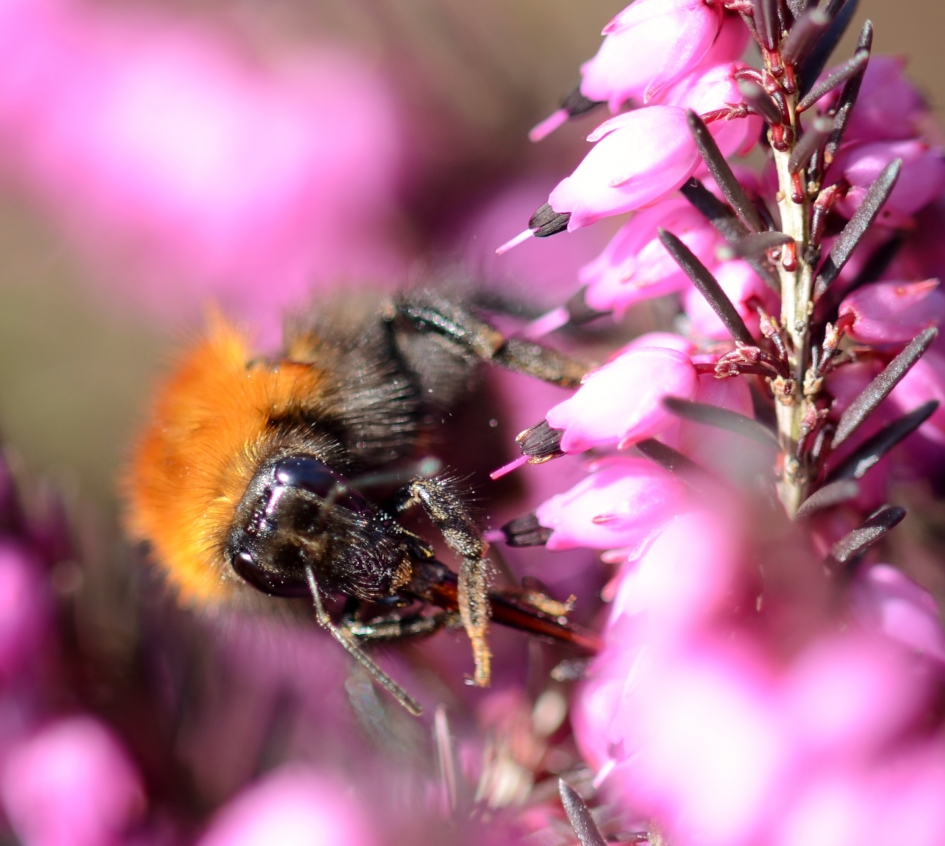 Smikkelen van allemaal bloemetjes - Geleedpotigen - Steenhommel