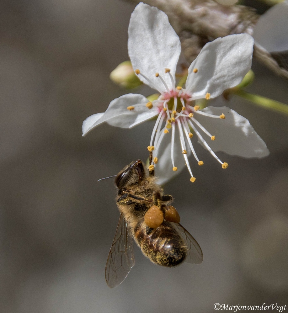 Smulpaap - Geleedpotigen - bij