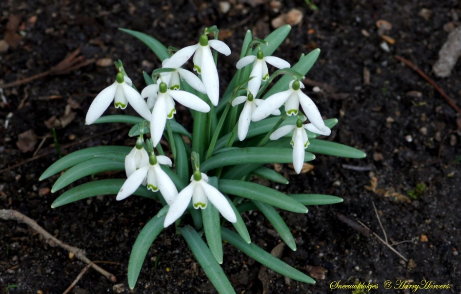 sneeuwklokjes - Planten - sneeuwklokjes