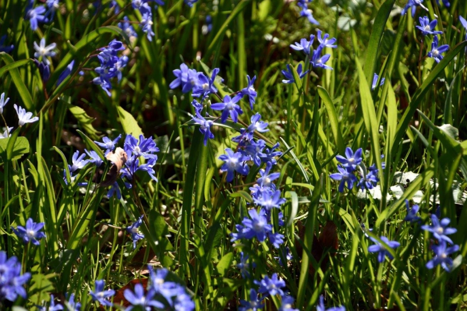 Sneeuwroem/sterhyacint - Planten - 