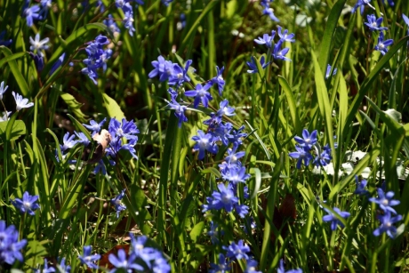 Sneeuwroem/sterhyacint