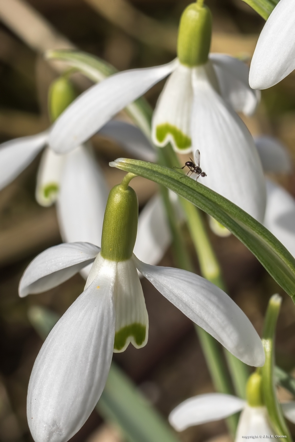 Sneewklokje - Planten - Sneeuwklokje