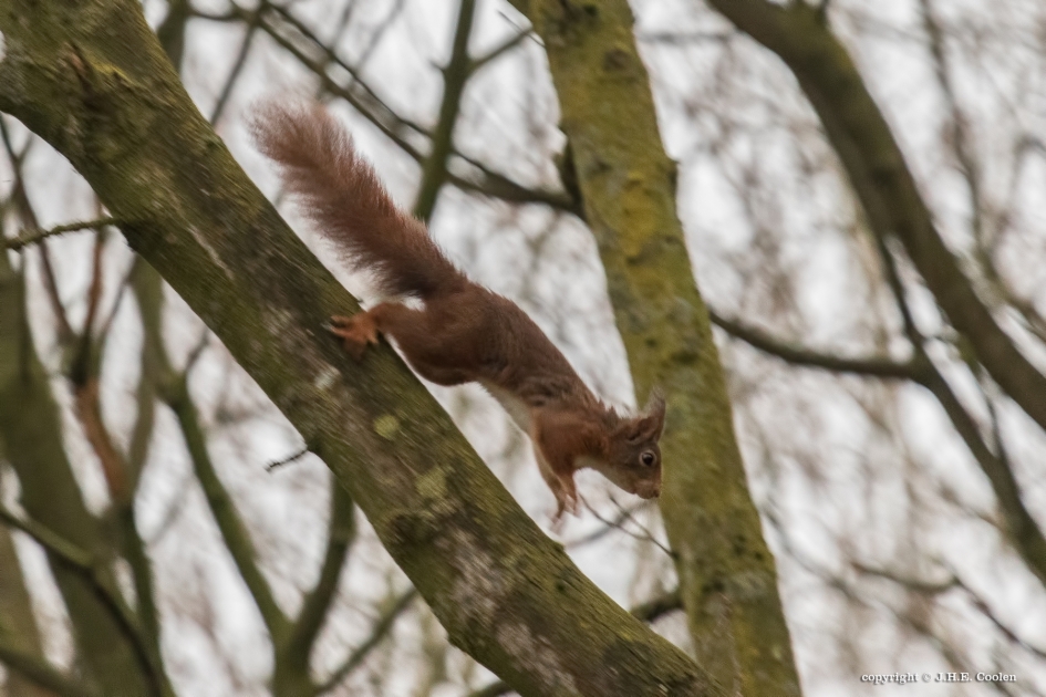 Snelheid - Zoogdieren - Eekhoorn