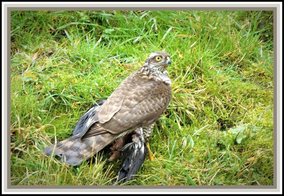 Sperwer - Vogels - Sperwer