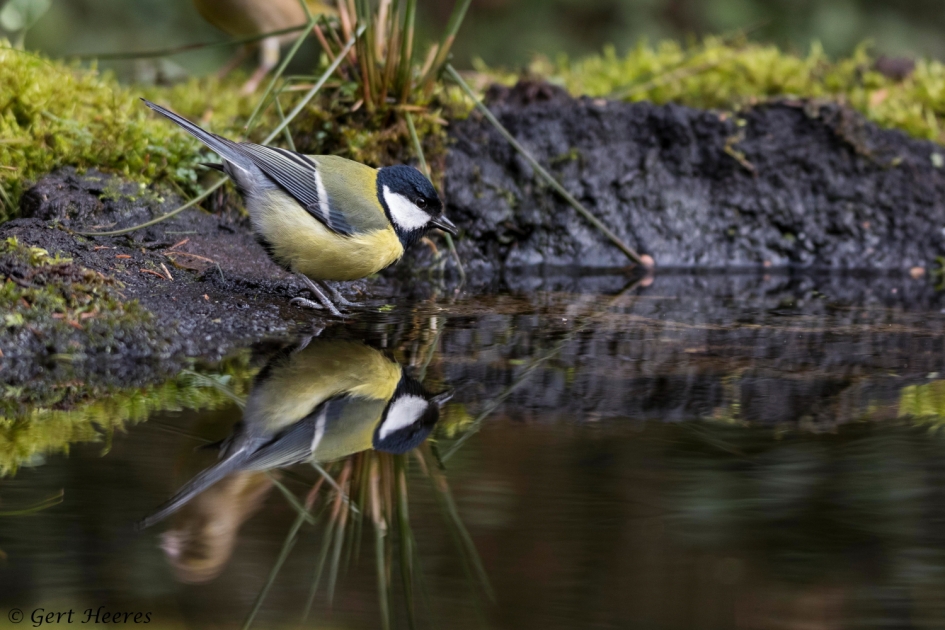 Spiegelbeeld - Vogels - Koolmees